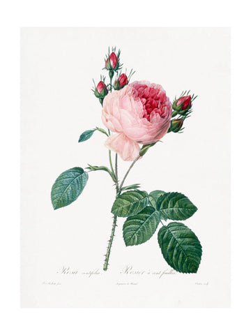 Rosier a Cent Feuilles, From Les Roses | Poster - Passepartout