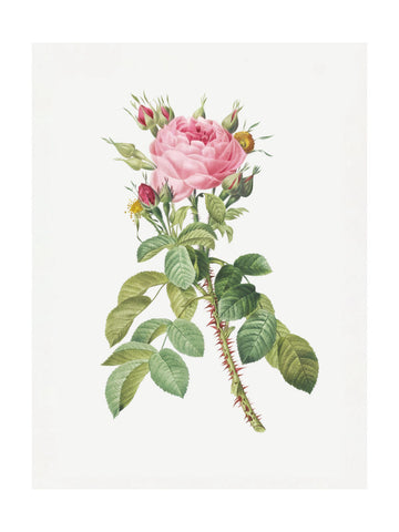 Rosa Bifera Macrocarpa, Les Roses (1817–1824) | Poster - Passepartout