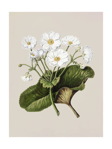 The Mountain Lily Drawn By Sarah Featon (1848–1927) | Poster - Passepartout