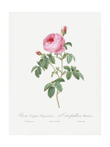 Burgundy Cabbage Rose, Les Roses (1817–1824) | Poster - Passepartout