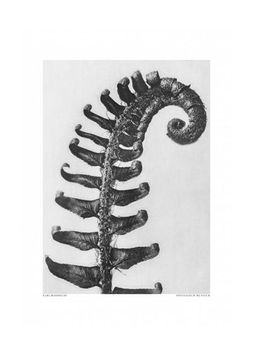 Polystichum Munitum | Poster - Passepartout