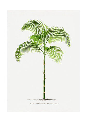 Xiii Chamaedorea G | Poster - Passepartout