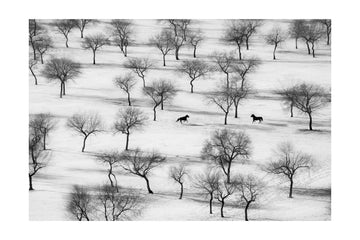 Winter Horses in Snow | Poster - Passepartout