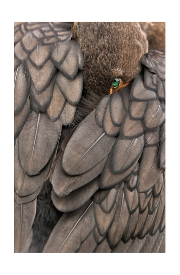 Feathered Green Eye | Poster - Passepartout