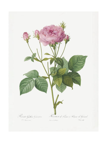 Rosa Gallica Granules, Les Roses (1817–1824) | Poster - Passepartout