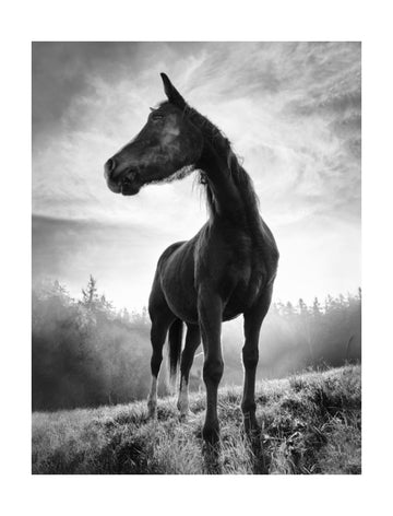 Mystic Stallion Rising | Poster - Passepartout