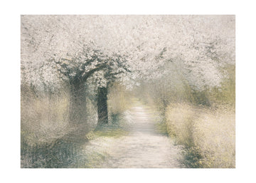 Cherry blossom | Poster - Passepartout