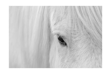 White Horse Gaze | Poster - Passepartout
