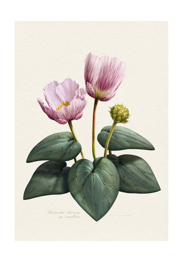 Elegant Pink Botanical Flowers | Poster - Passepartout