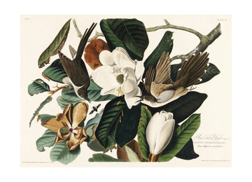 Black Billed Cuckoo From Birds of America (1827) | Poster - Passepartout