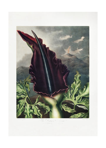 The Dragon Arum from The Temple of Flora (1807) | Poster - Passepartout