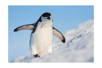 Playful Penguin Slide | Poster - Passepartout