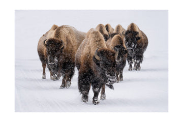 Winter Bison Herd | Poster - Passepartout