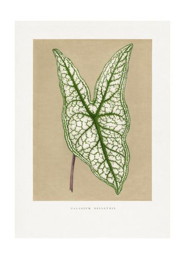 Green Caladium Belleymii Leaf Illustration | Poster - Passepartout
