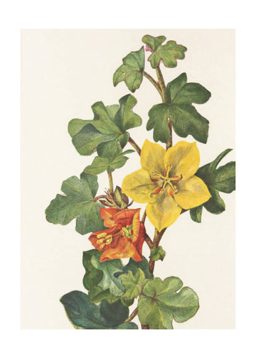 Mexican Fremontia From North American Wildflowers (1925) By Mary Vaux Walcott | Poster - Passepartout