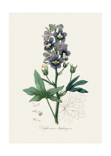 Delphinum Staphisagria Medical Botany | Poster - Passepartout