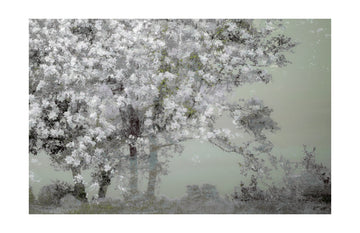 Spring | Poster - Passepartout