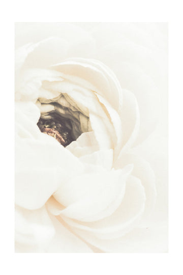 Soft White Ranunculus Bloom | Poster - Passepartout