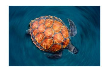 spin turtle | Poster - Passepartout