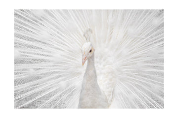 Majestic White Peacock | Poster - Passepartout