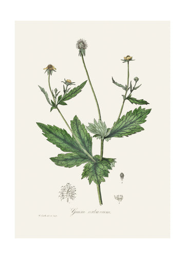 Wood Avens (geum Urbanum)  Medical Botany | Poster - Passepartout