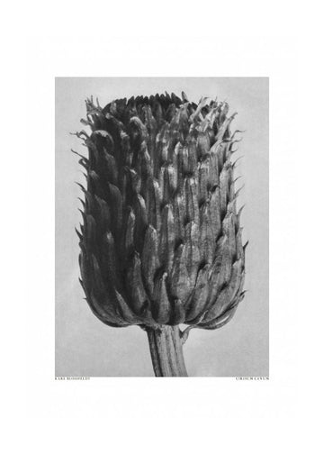Cirsium Canum (Thistle) | Poster - Passepartout
