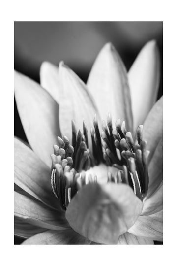 Serene Lotus Bloom | Poster - Passepartout