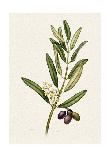 Olive Branch With Fruit | Poster - Passepartout