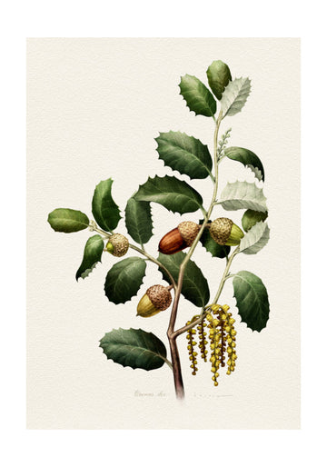 Oak Acorns Botanical | Poster - Passepartout
