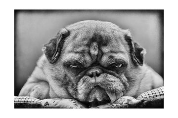 Grumpy Pug Portrait | Poster - Passepartout