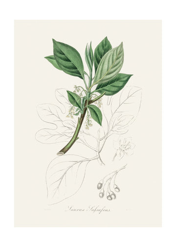 Sassafras (laurus Sassafras) Medical Botany | Poster - Passepartout