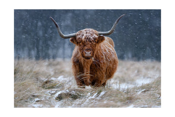 Snowy Highland Cow | Poster - Passepartout