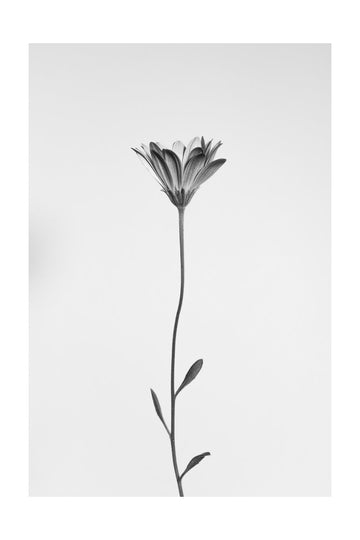 Elegant Floral Silhouette | Poster - Passepartout