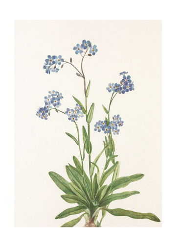 Alpine Forget Me Not From North American Wildflowers (1925) By Mary Vaux Walcott | Poster - Passepartout