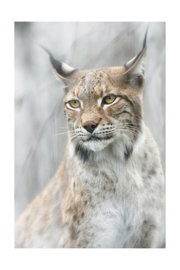 Intense Lynx Portrait | Poster - Passepartout