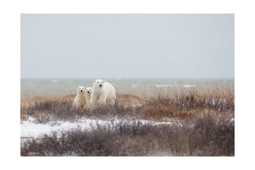 Polar Bear Family Winter | Poster - Passepartout