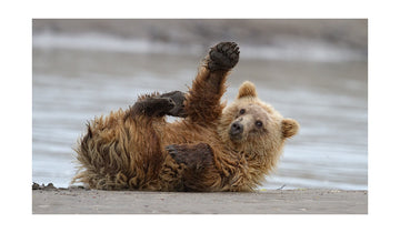 Playful Grizzly Cub | Poster - Passepartout