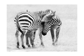 Wild Zebras Bonding | Poster - Passepartout