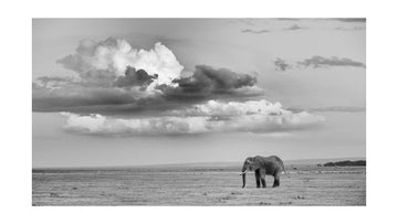 Lone Elephant Under Dramatic Sky | Poster - Passepartout