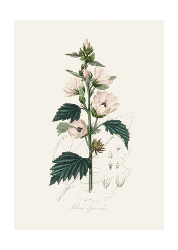 Common Marshmallow (althea Officinalis) Medical Botany | Poster - Passepartout
