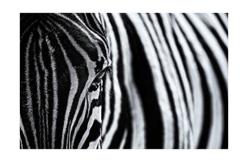 Striped Zebra Eye | Poster - Passepartout