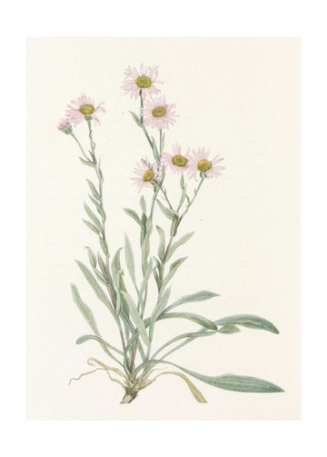 Pink Fleabane From North American Wildflowers (1925) By Mary Vaux Walcott | Poster - Passepartout