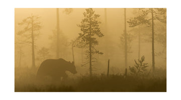Bear in Golden Fog | Poster - Passepartout