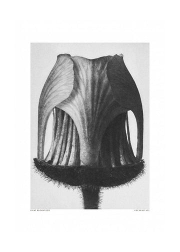 Geum Rivale | Poster - Passepartout