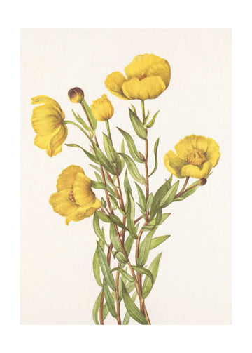 Bushpoppy From North American Wildflowers (1925) By Mary Vaux Walcott | Poster - Passepartout