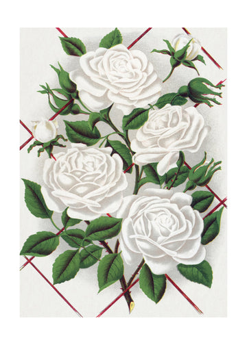 White Rose, Baltimore Belle Lithograph | Poster - Passepartout