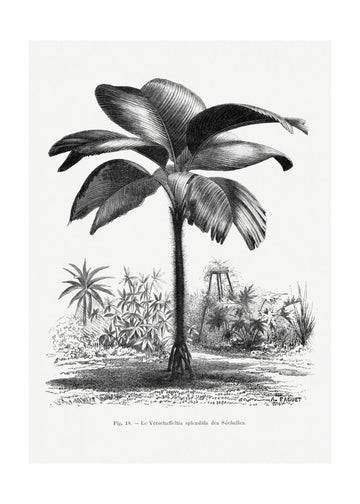 Vintage Palm Tree Drawing Iii | Poster - Passepartout