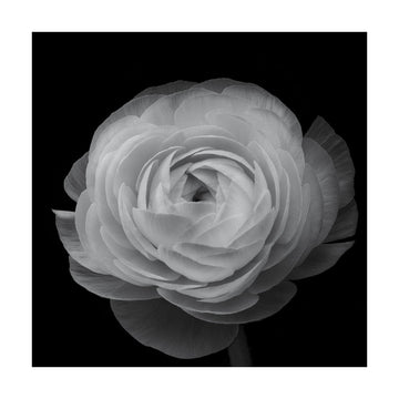 Grayscale Floral Elegance | Poster - Passepartout