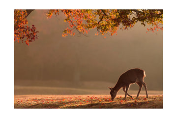 Deer in Autumn Light | Poster - Passepartout