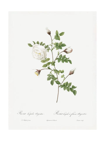 Silver Flowered Hispid Rose, Les Roses (1817–1824) | Poster - Passepartout